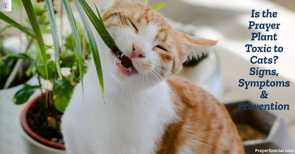 Is the Prayer Plant Toxic to Cats? Signs, Symptoms & Prevention 