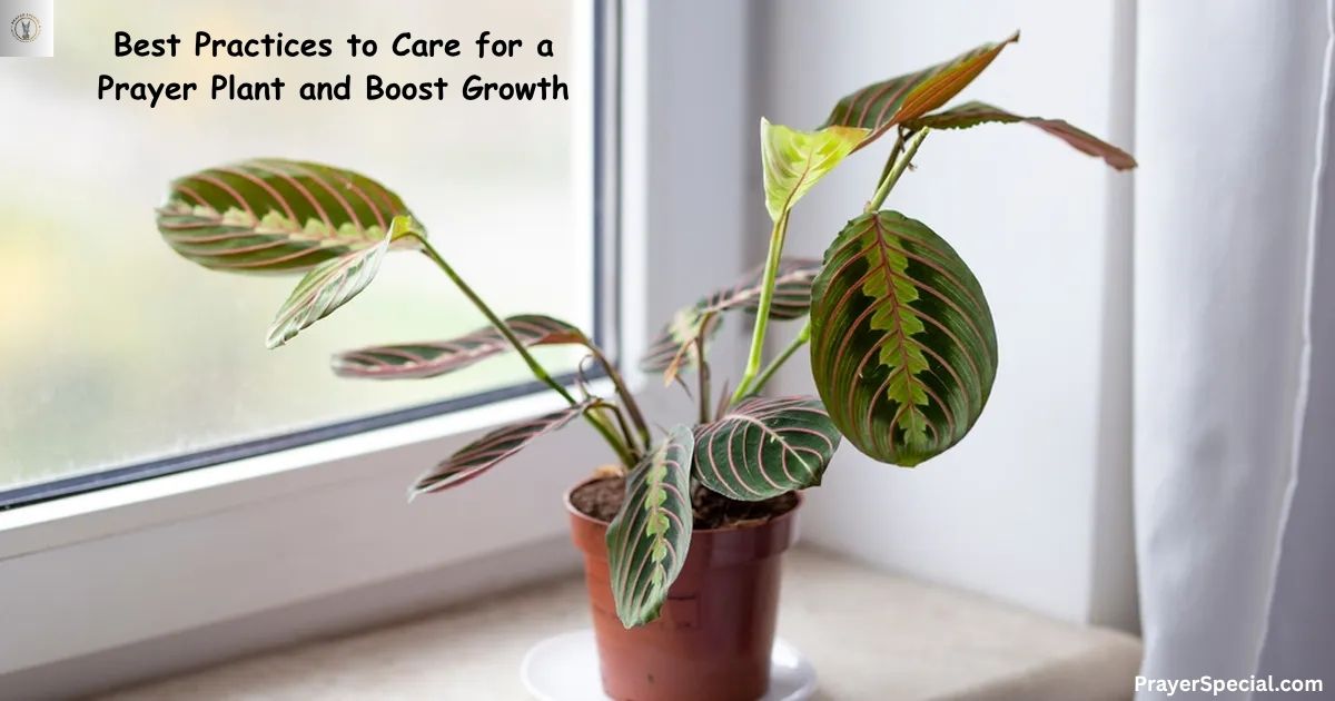 Best Practices to Care for a Prayer Plant and Boost Growth